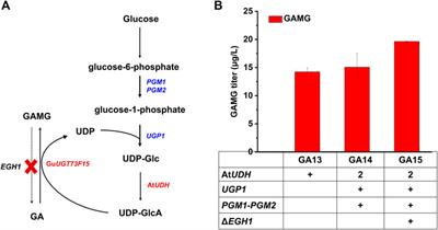 De Novo Production of Glycyrrhetic Acid 3-O-mono-β-D-glucuronide in Saccharomyces cerevisiae